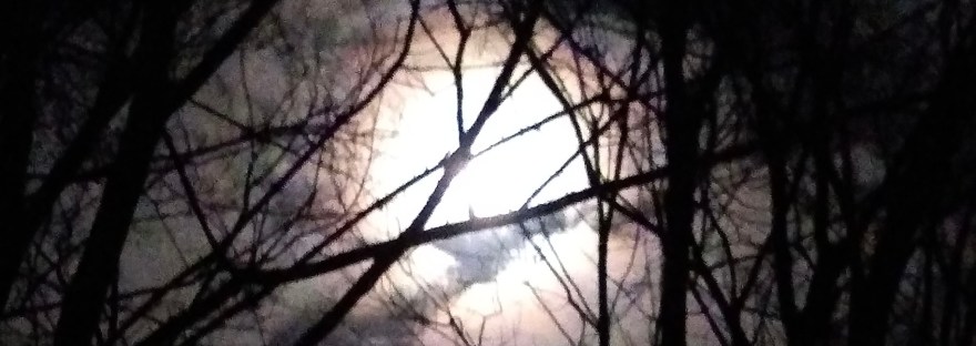Full moon viewed through tree branches surrounded by cloudy fog