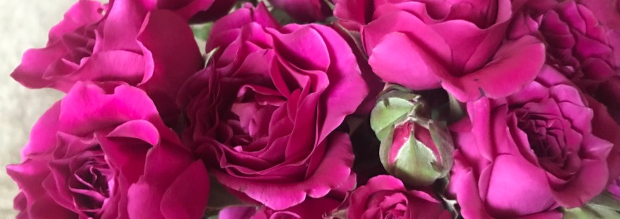 Cluster of Pink Roses